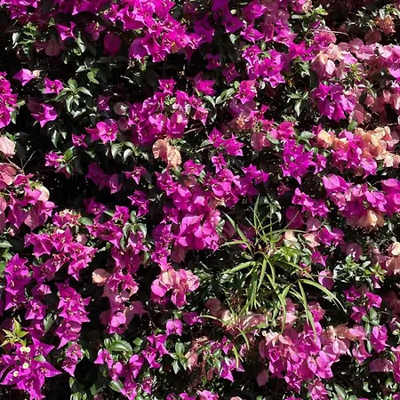 别墅 Same 卡西斯